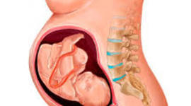 Timeline: desarrollo embrionario dianey garcia