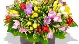 Timeline: Mentor-stagiar