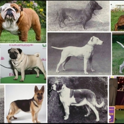 Timeline: Razas caninas con el paso del tiempo
