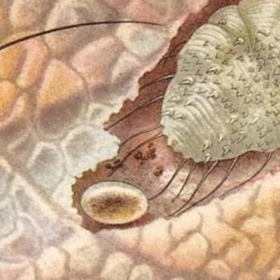 Timeline: Avances de la sarna en los animales