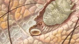 Timeline: Avances de la sarna en los animales