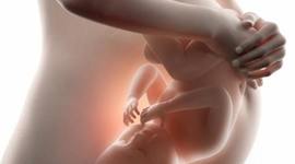 Timeline: Desarrollo embrionario.