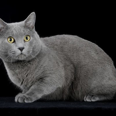 Timeline: La via vita