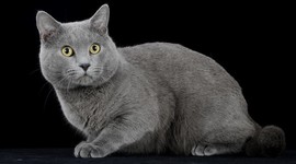 Timeline: La via vita