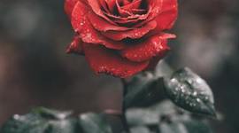 Timeline: A Rose for Emily