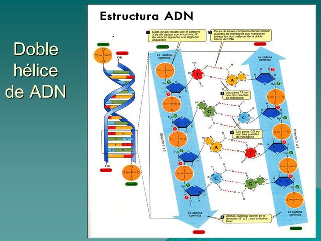 Determinan Que La Estructura Del Adn Es Una Doble Helice