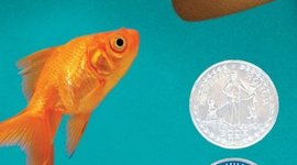 Timeline: Rules bok IE