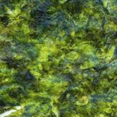 Timeline: Evolución de las Plantas