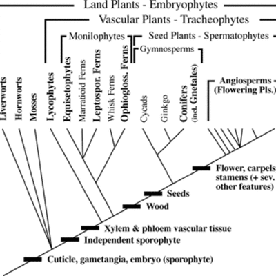 Timeline: A növények rendszerezésének fejlődése