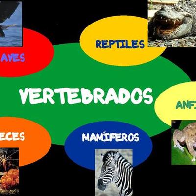 Timeline: ANIMALES VERTEBRADOS