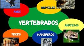Timeline: ANIMALES VERTEBRADOS