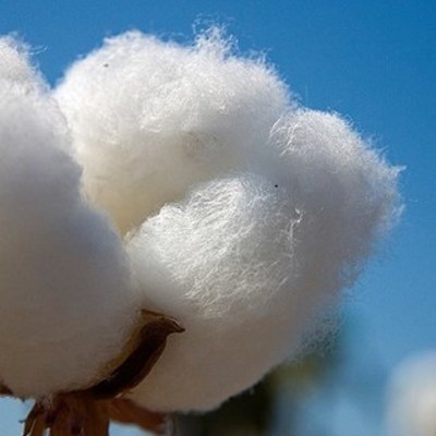 Timeline: Linea de tiempo - Algodon