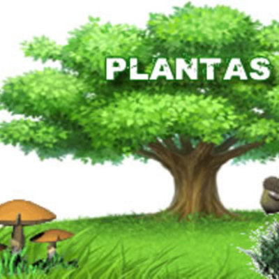 Timeline: EVOLUCIÓN DE LAS PLANTAS