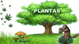 Timeline: EVOLUCIÓN DE LAS PLANTAS