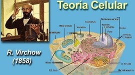 Timeline: Línea del tiempo Teoría Celular
