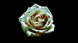 Timeline: A Rose for Emily