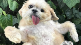 Timeline: Eix Cronològic