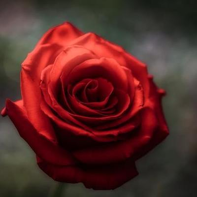 Timeline: A Rose for Emily