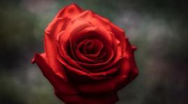 Timeline: A Rose for Emily