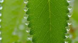 Timeline: FISIOLOGIA VEGETAL