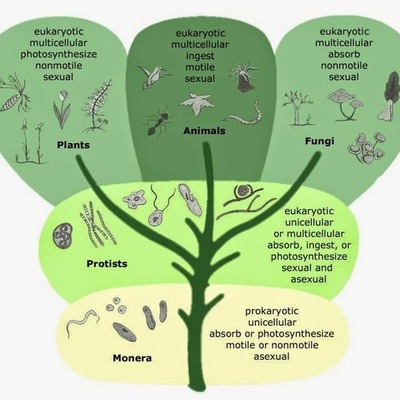 Timeline: Evolución de la clasificación de los seres vivos