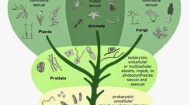 Timeline: Evolución de la clasificación de los seres vivos