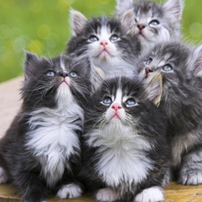 Timeline: The History of Cats as Domesticated Pets