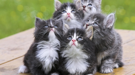 Timeline: The History of Cats as Domesticated Pets