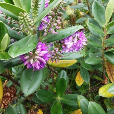 Timeline: Procesos metabólicos en las plantas