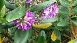 Timeline: Procesos metabólicos en las plantas