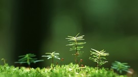 Timeline: EVOLUCION DE LA FISIOLOGIA VEGETAL