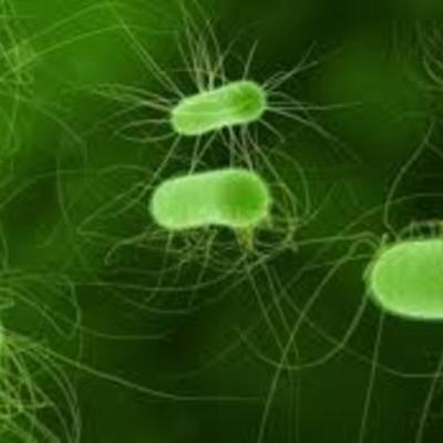 Timeline: Los microorganismos