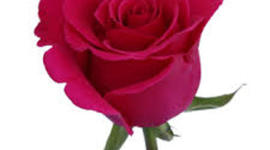 Timeline: Rose for Emily