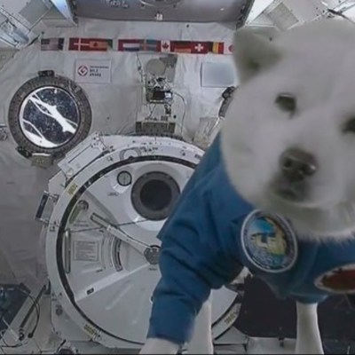 Timeline: животные в космосе