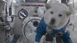 Timeline: животные в космосе