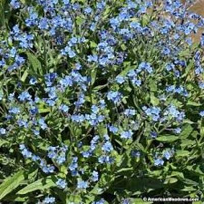 Timeline: How to Grow Plants