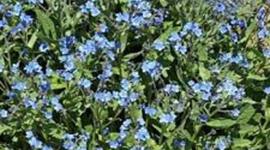 Timeline: How to Grow Plants