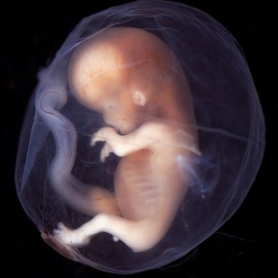 Timeline: fetal development