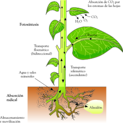 Timeline: Procesos metabólicos en las plantas