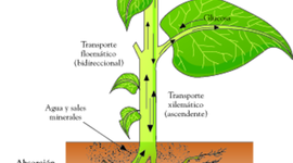 Timeline: Procesos metabólicos en las plantas