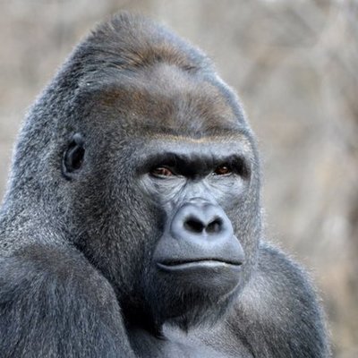 Timeline: The Fitness Gram Creation Test