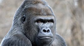 Timeline: The Fitness Gram Creation Test