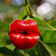 Flor del beso