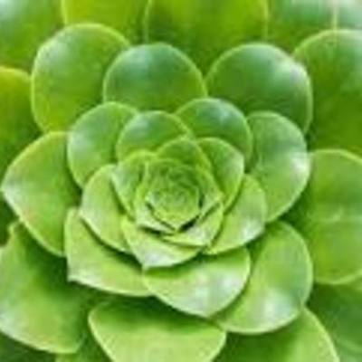 Timeline: METABOLISMO EN LAS PLANTAS Y SUS AVANCES