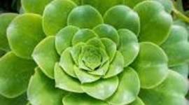 Timeline: METABOLISMO EN LAS PLANTAS Y SUS AVANCES