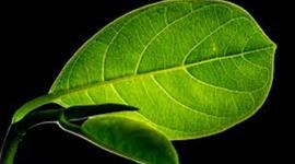 Timeline: Procesos metabólicos en la planta.