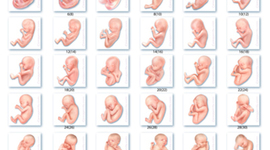 Timeline: Fetal Development Timeline