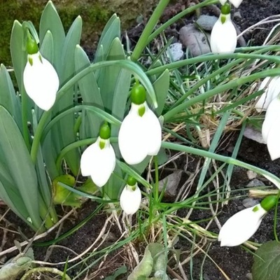 Timeline: Linia cronologică în relația mentor-stagiar - Liga Ghioceilor