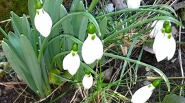 Timeline: Linia cronologică în relația mentor-stagiar - Liga Ghioceilor