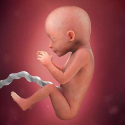 Timeline: Fetal Development